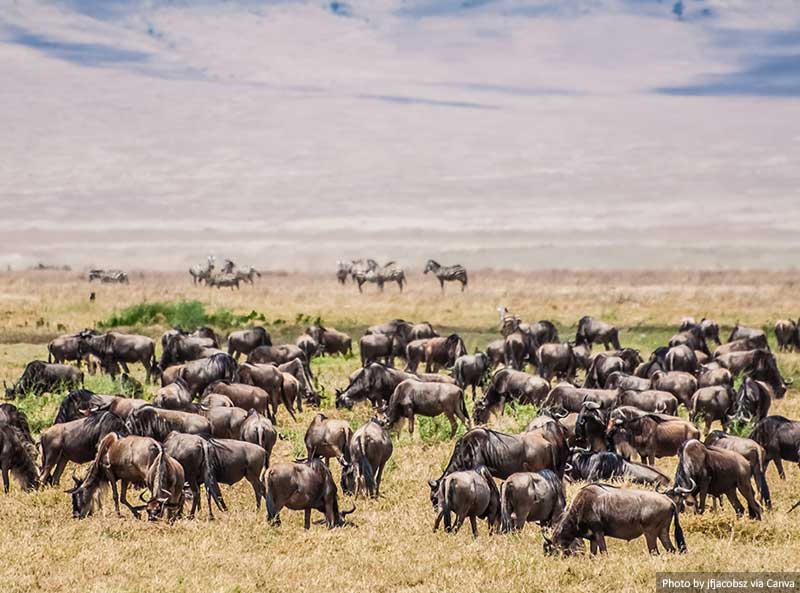 southern serengeti safari