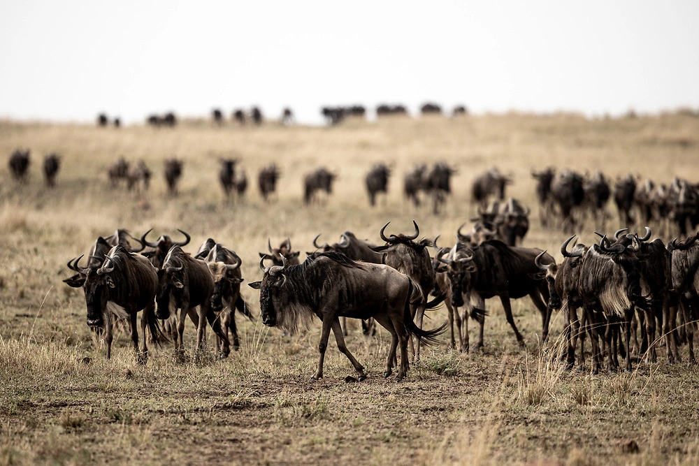 Wildebeest in the Ndutu area of the Serengeti