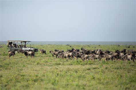 Ndutu Serengeti