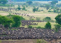 Serengeti Mara
