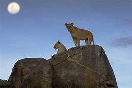 Seronera Serengeti