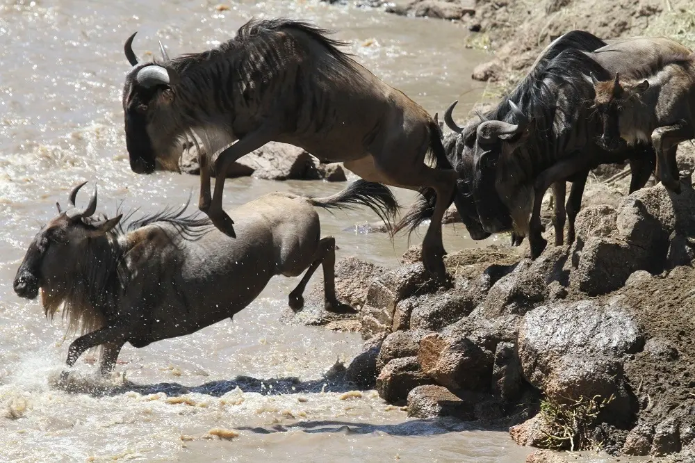 Wildebeest at a Serengeti river crossing