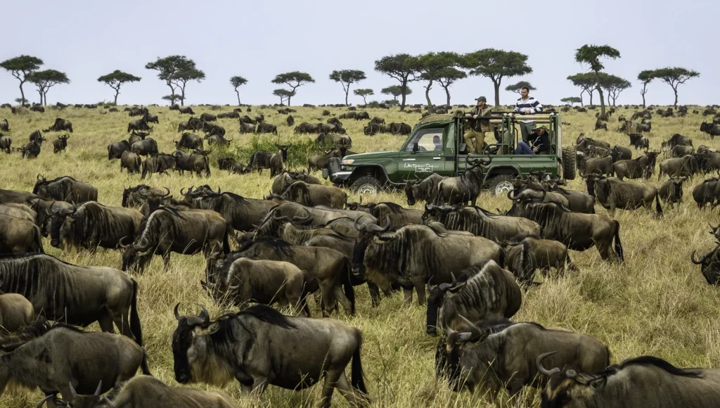Safari vehicle among wildebeest in Tanzania