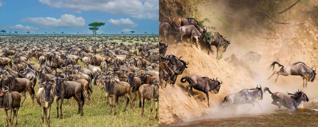 serengeti wildebeest migration