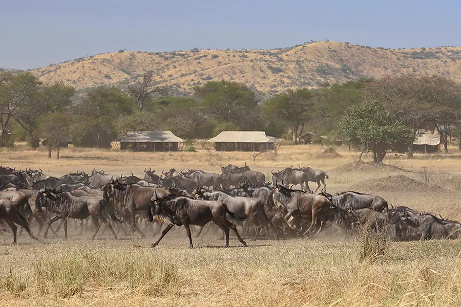 Serengeti Wildebeest Migration